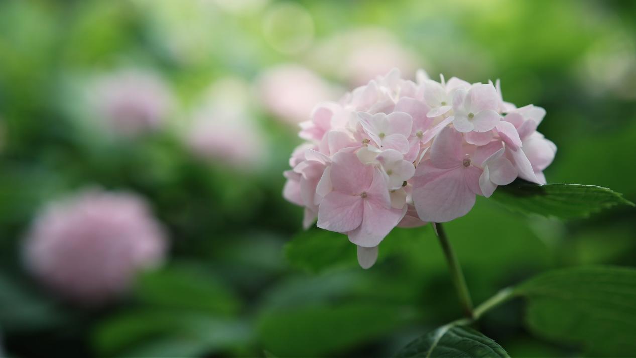 大美芷江|邂逅花海！芷江桃花岛迎来绣球花盛景