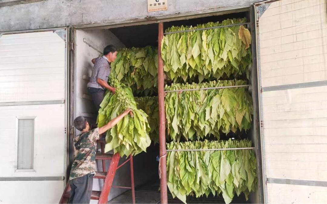 新店坪镇800亩烤烟进入采烤季“黄金叶”铺就稳收路
