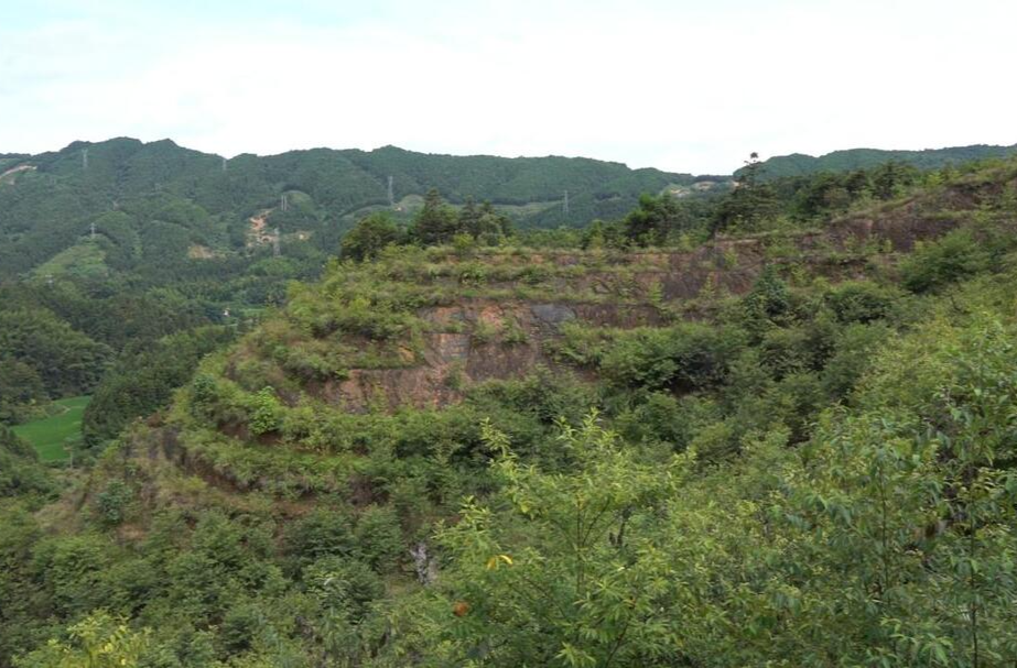 昔日荒芜地今朝“聚宝盆”土桥百亩木姜子映红集体经济致富路
