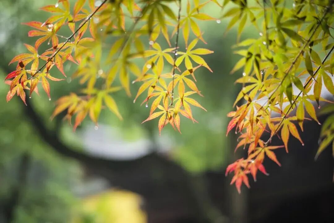 今日立秋