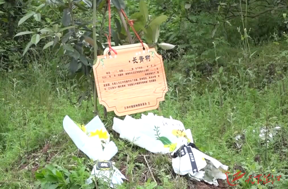 芷江树葬：生态安葬的“侗乡样本”与改革启示
