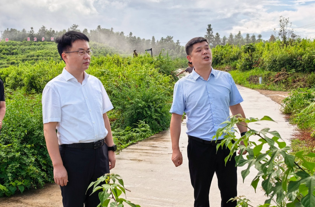 林涛调研芷江甜茶产业、芷江西站建设工作