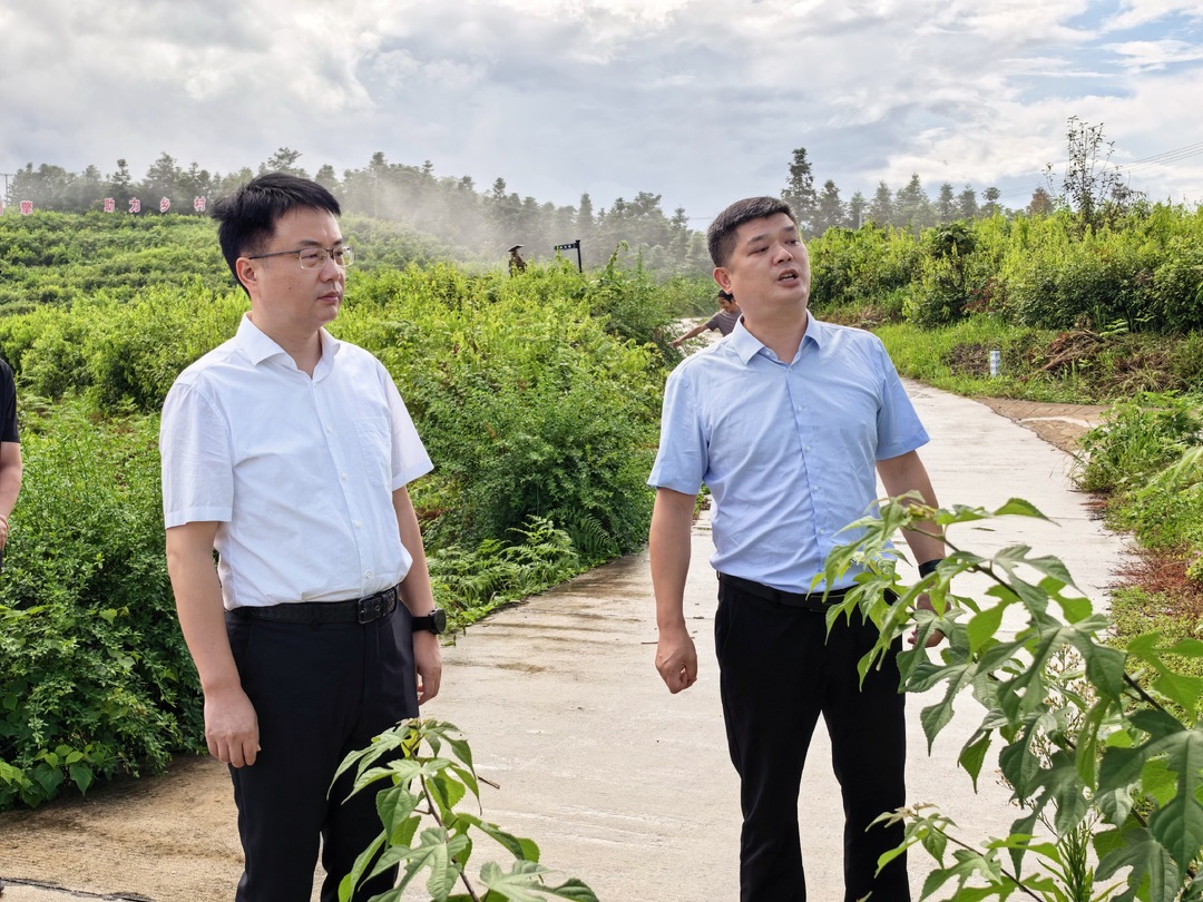 林涛调研芷江甜茶产业、芷江西站建设工作