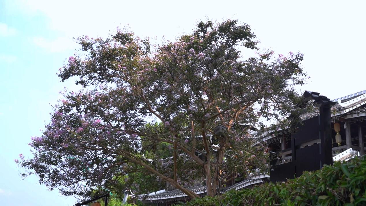 大美芷江|紫薇花开 风光如画