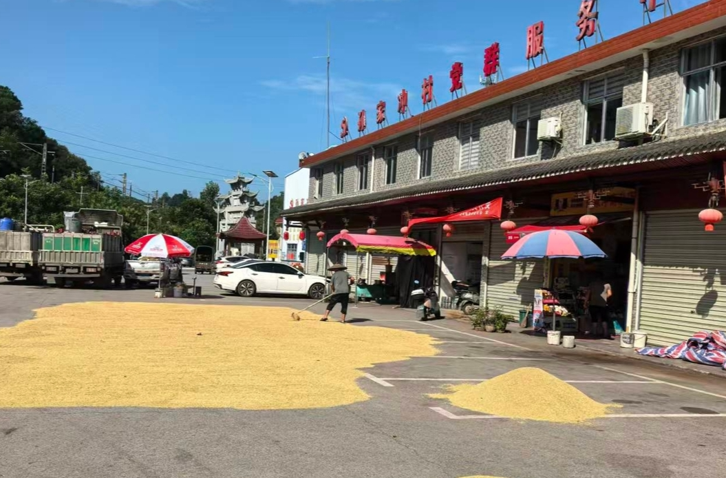 公坪镇：党群服务中心化身“晒谷场”