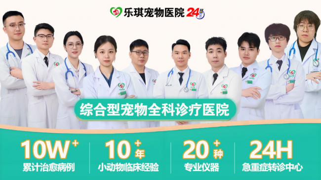 深耕宠物心脏专科，江门乐琪宠物医院为患病毛孩筑牢生命防线