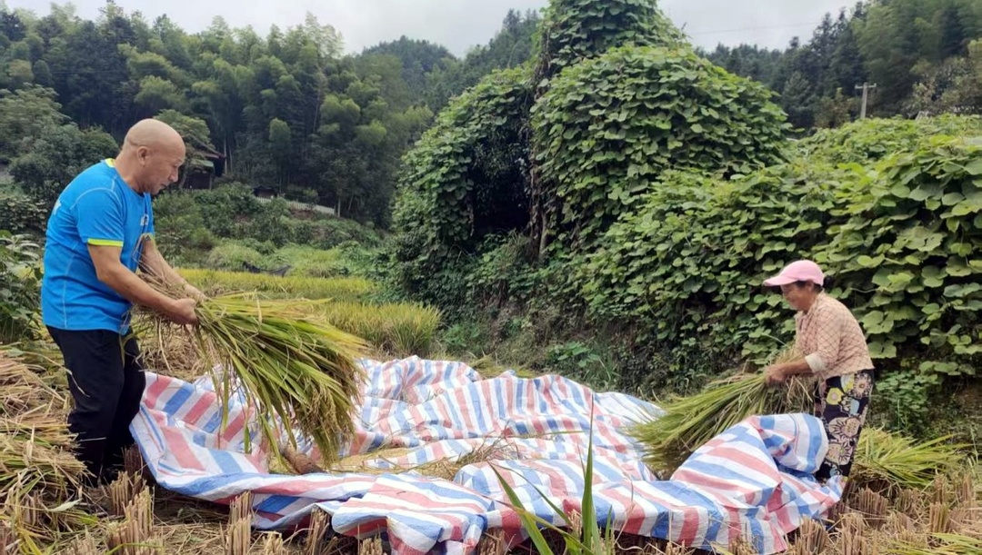 土桥镇两户村：一根扁担助秋收 驻村帮扶暖民心