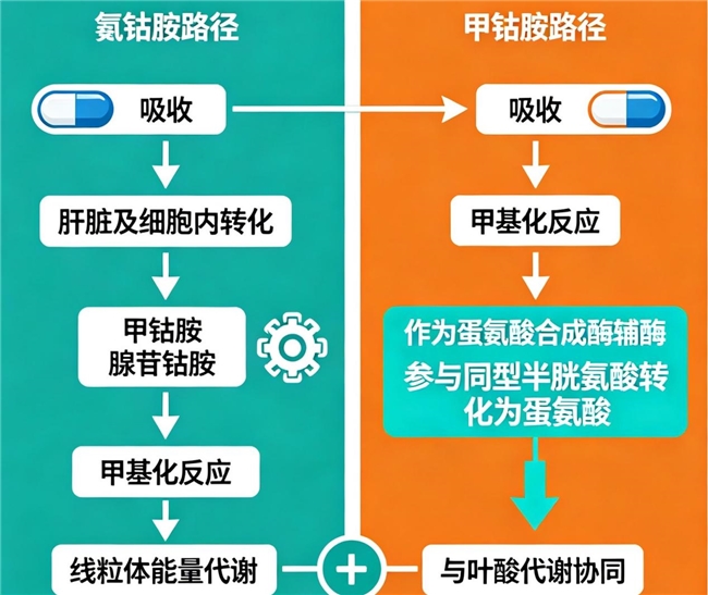 经常开车久坐容易发麻？选对甲钴胺随身带，日常养护很方便