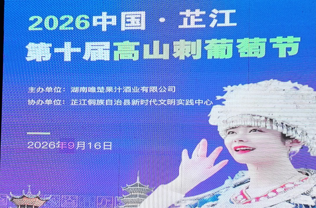 视频丨“葡”庆丰收“萄”醉芷江  芷江第十届高山刺葡萄节启幕！