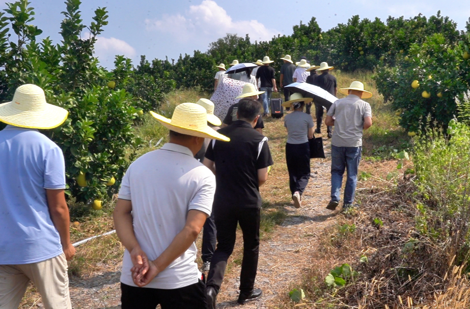 怀化市柑橘黄龙病暨木虱防控工作现场会召开