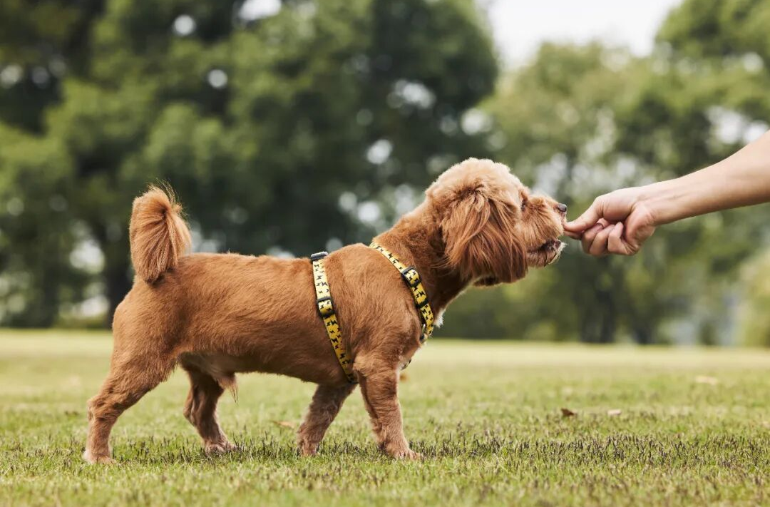 正确认识狂犬病，规范防控不恐慌 | 世界狂犬病日