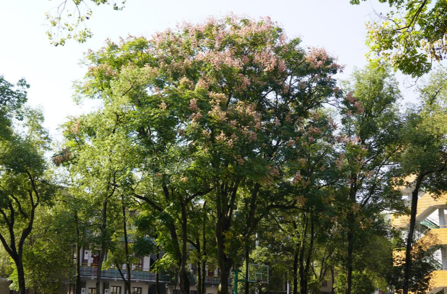 秋染芷江 栾树翩跹醉金秋