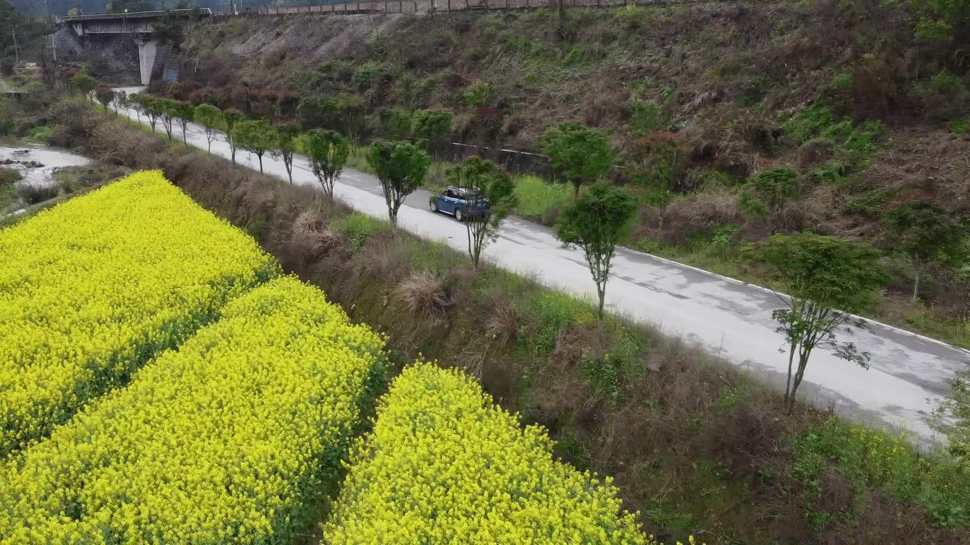 油菜花开春意浓