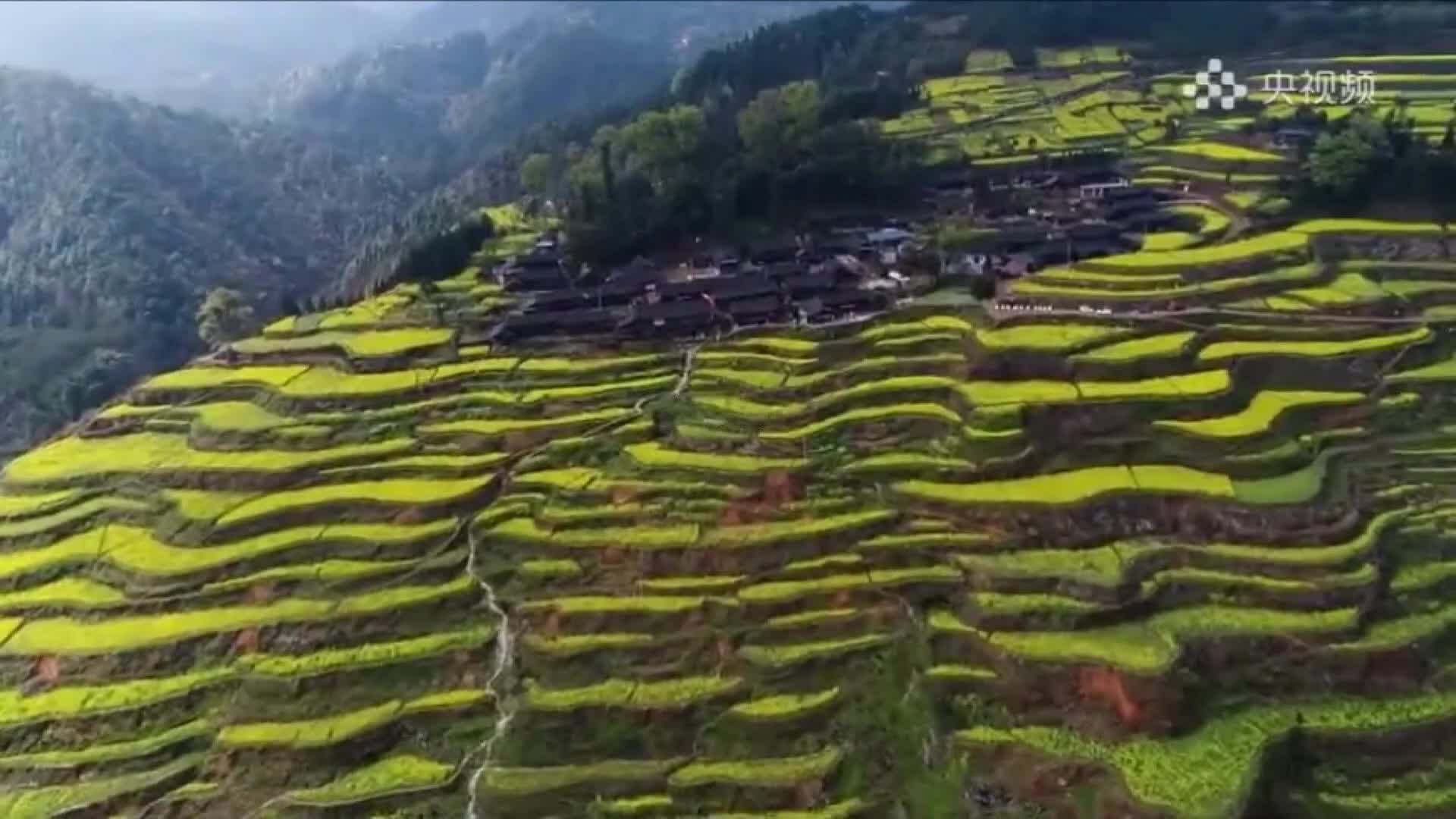 大山深处侗乡古寨，神秘“告牛”传承百年