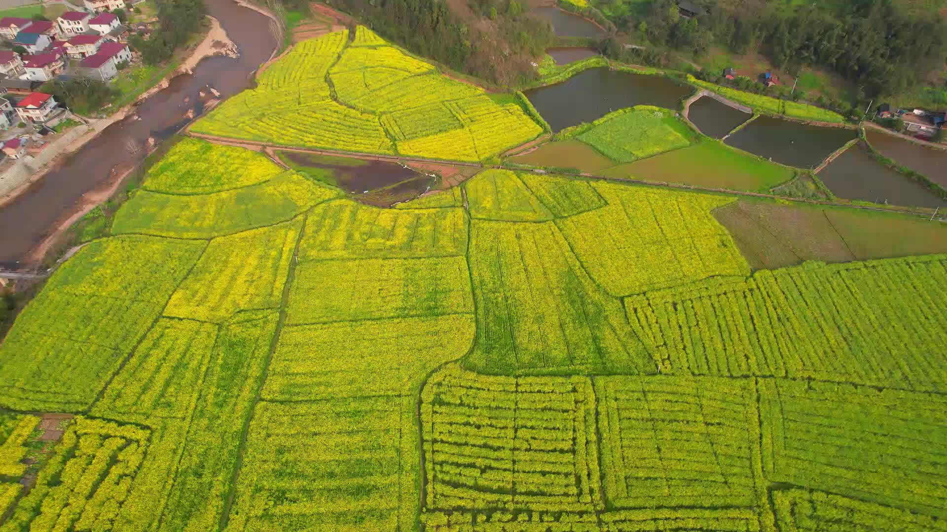 福地怀化·和平芷江·浪漫季丨油菜花开乡村美