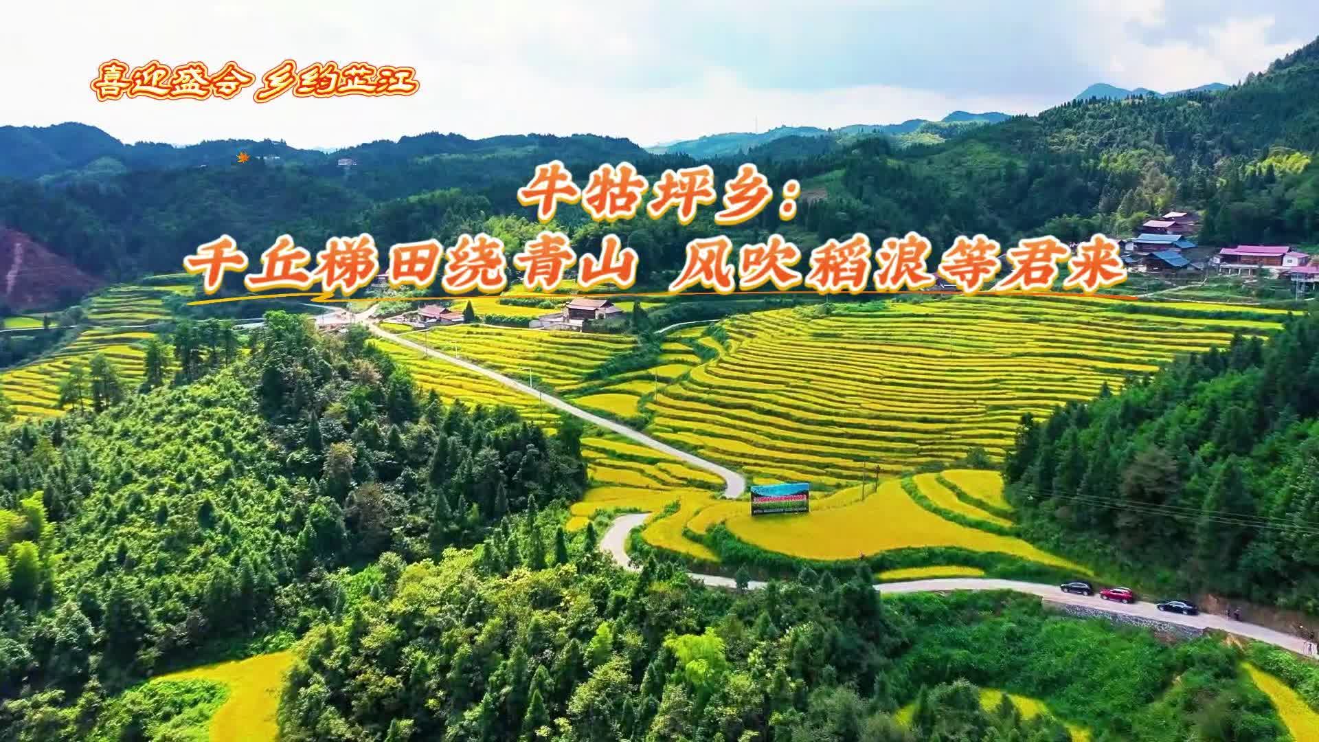 芷江牛牯坪乡：千丘梯田绕青山，风吹稻浪等君来